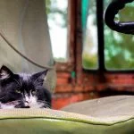 combien de temps dort un chat
