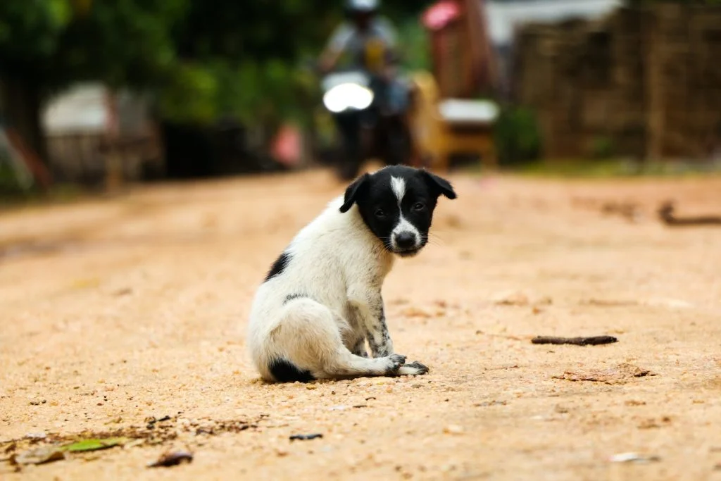 combien de temps un chien peut rester sans manger ?
