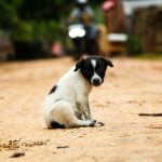 combien de temps un chien peut rester sans manger ?