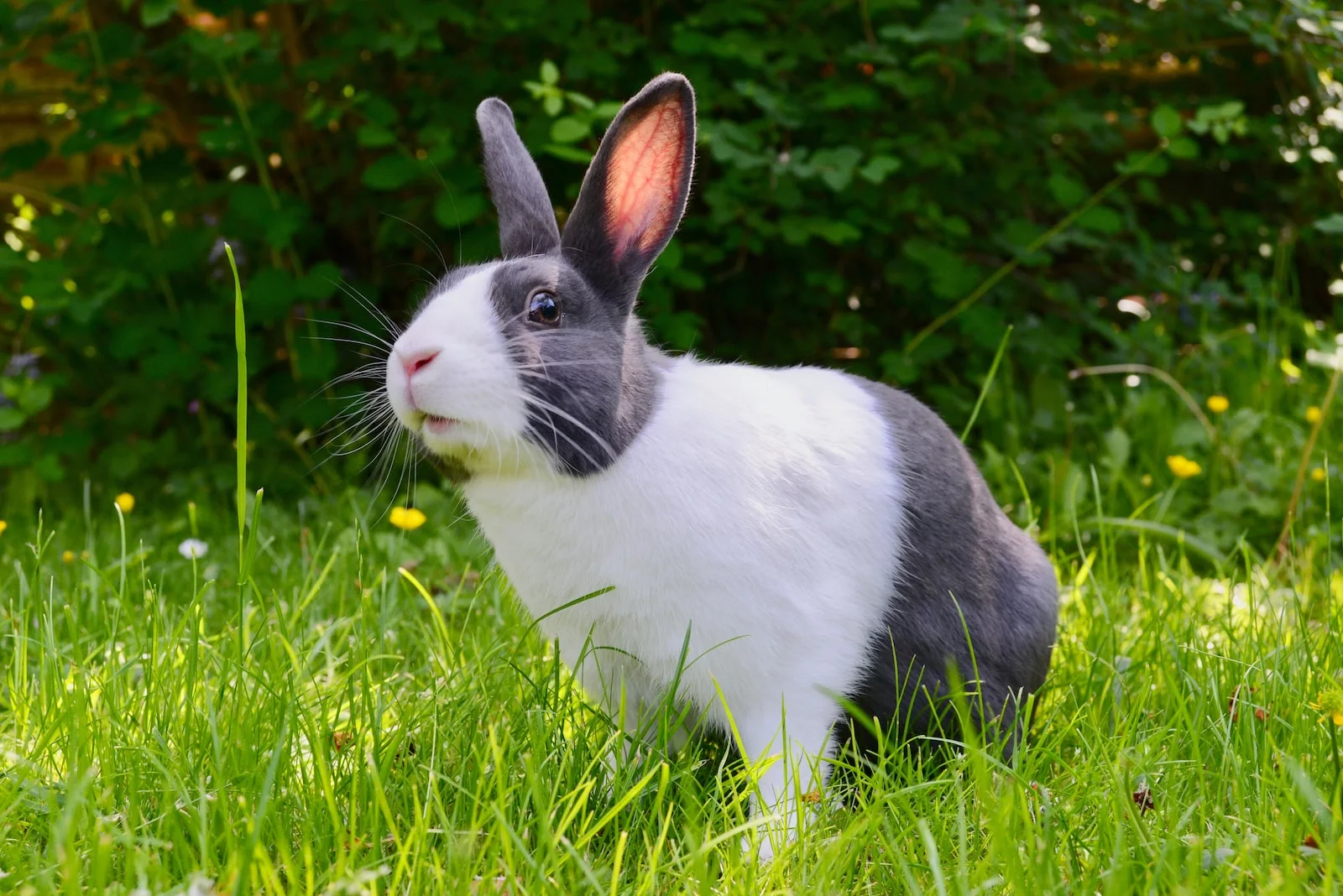 combien de temps vit un lapin nain