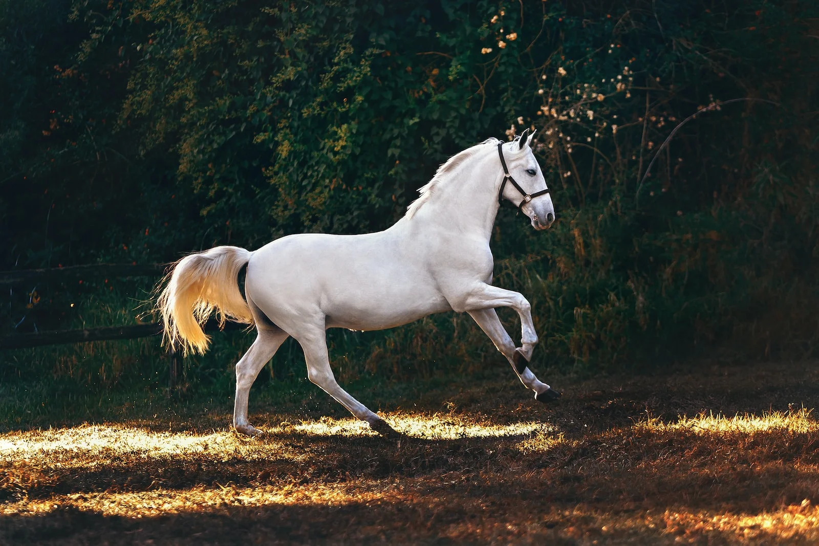 Combien coute un cheval ?