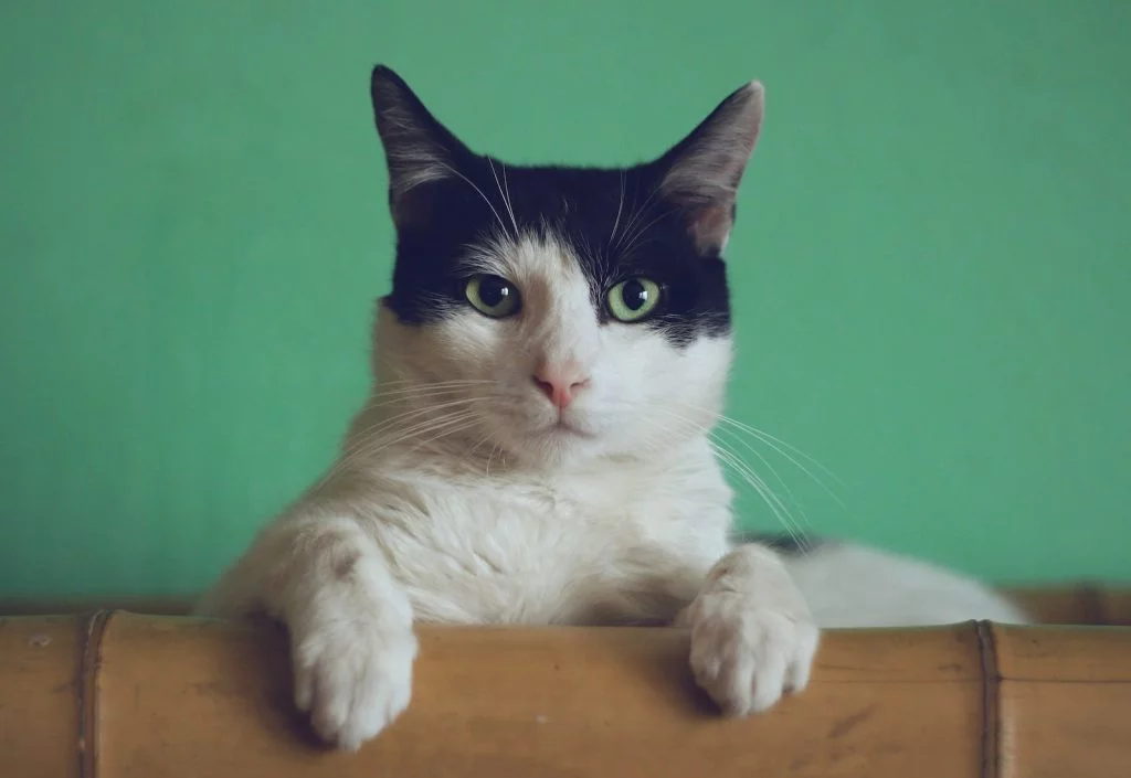 Combien de temps peut vivre un chat avec une tumeur ?