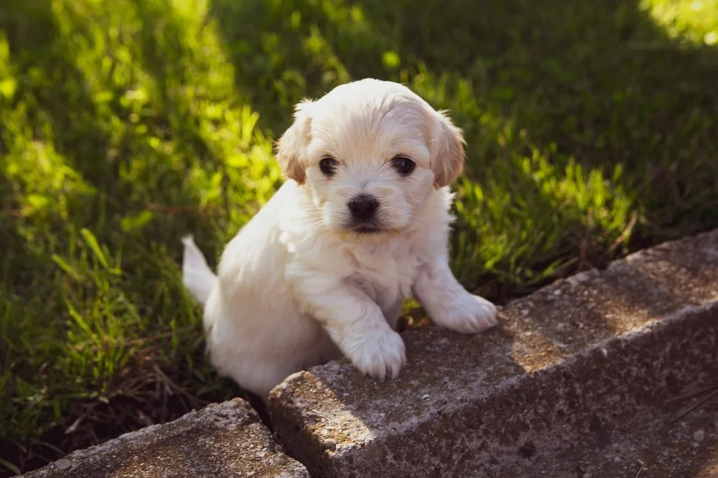comment aver un chiot
